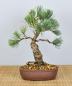 Preview: Bonsai Outdoor, Mädchenkiefer (Pinus pentaphylla 'glauca')